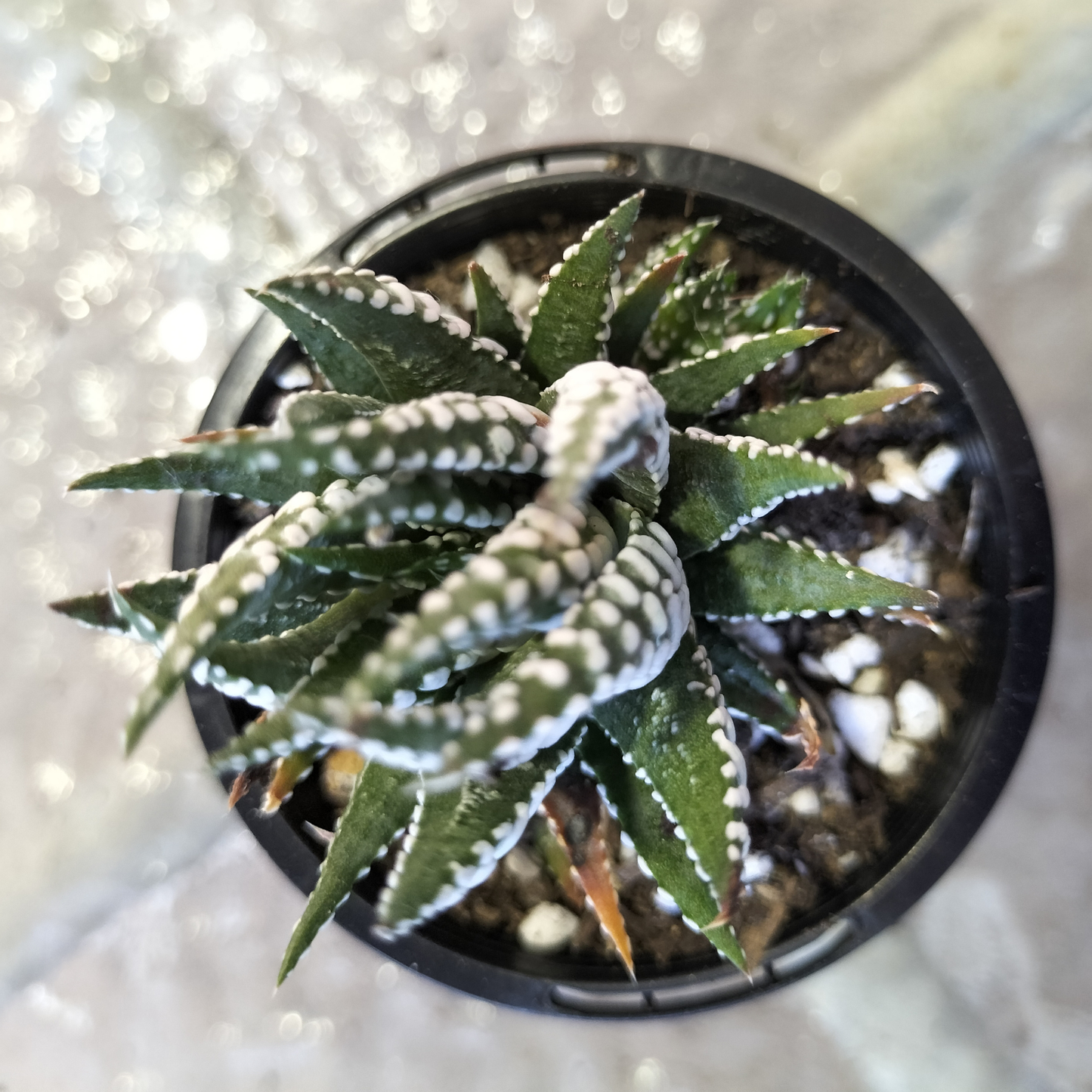 Haworthia 'BIG BAND'