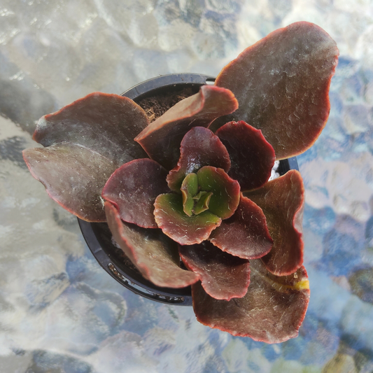 Echeveria 'Bittersweet'