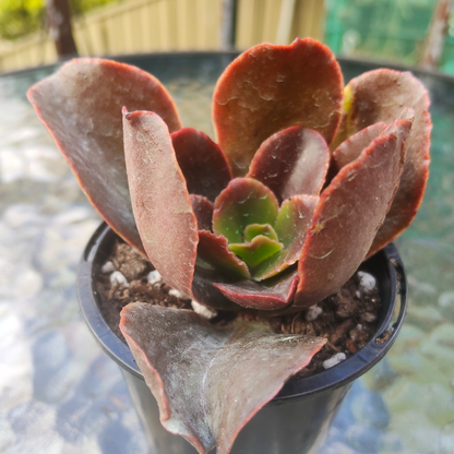 Echeveria 'Bittersweet'