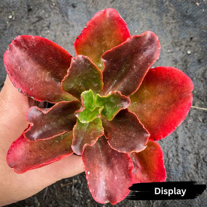 Echeveria 'Bittersweet'