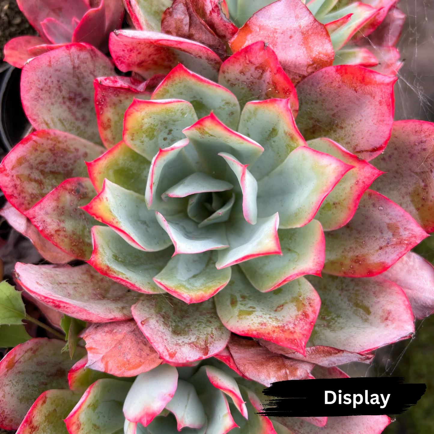 Echeveria 'Blue Light'