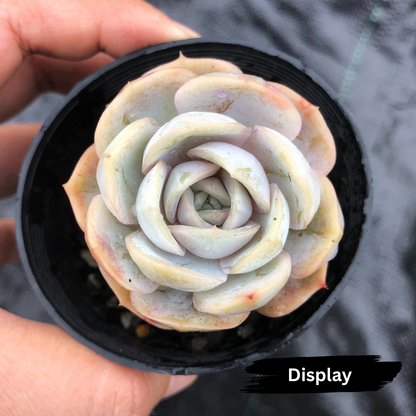 Echeveria 'Blue Surprise' (Ech. Lilacina Hyb )