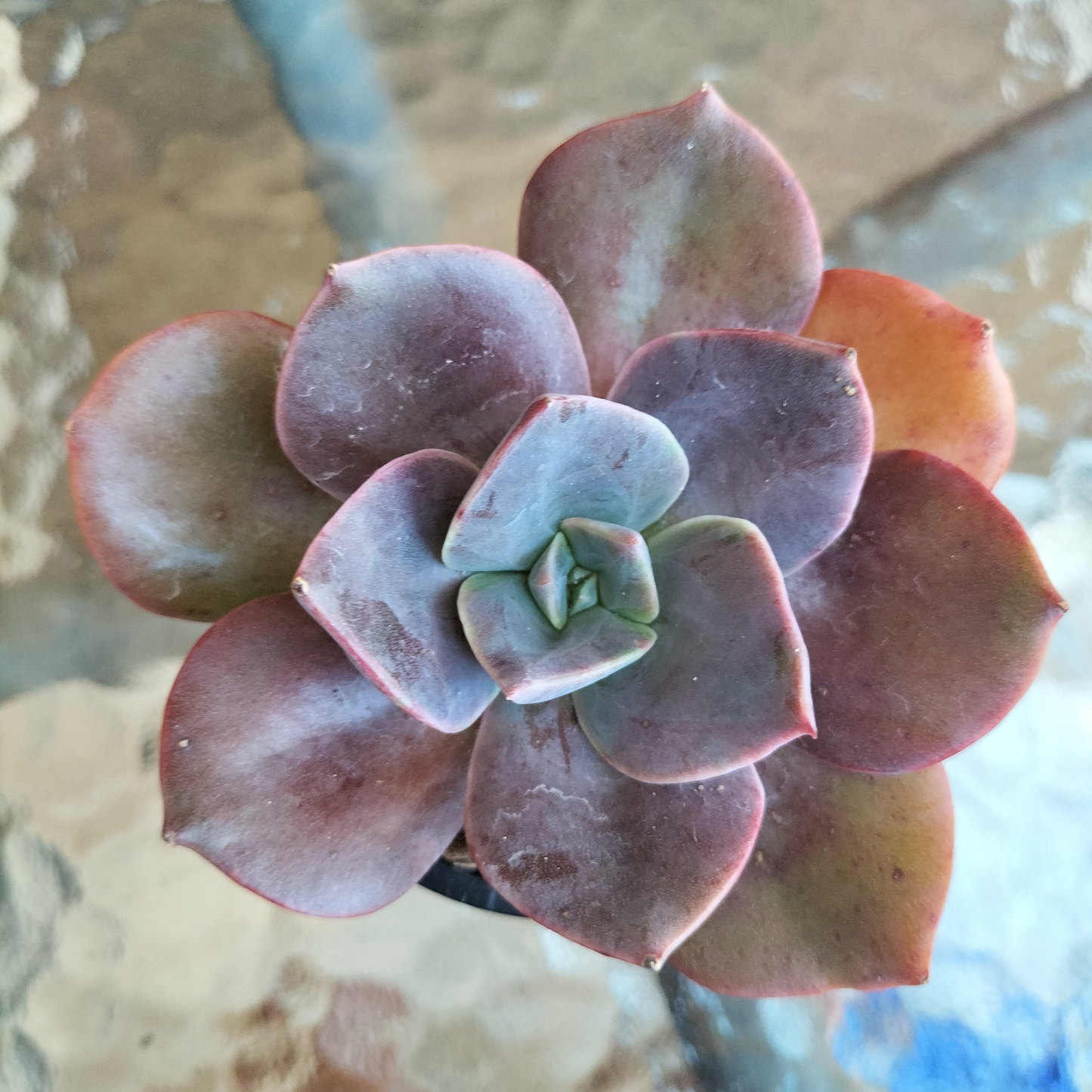 Echeveria 'Blue Metal'