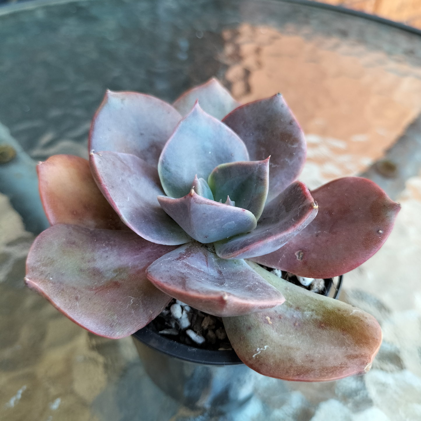 Echeveria 'Blue Metal'