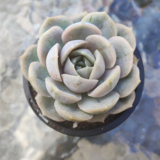 Echeveria 'Blue Surprise' (Ech. Lilacina Hyb )