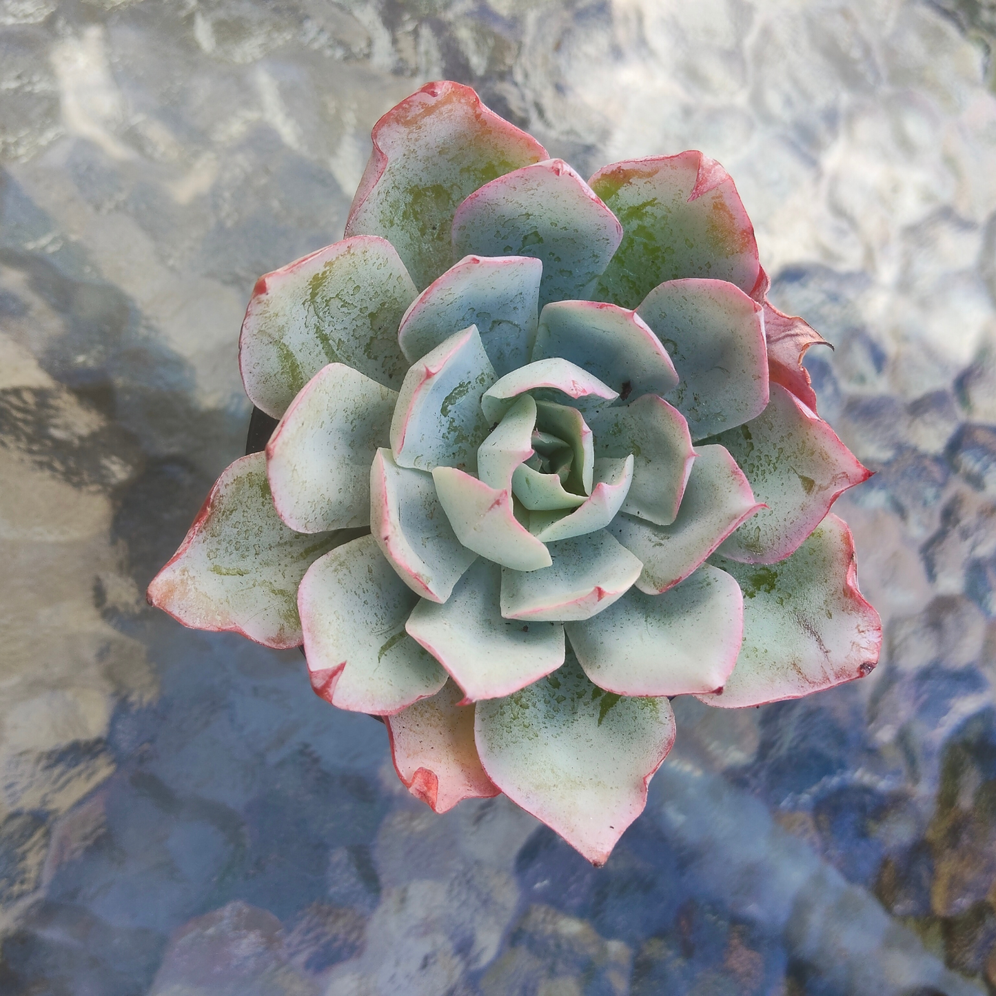 Echeveria 'Blue Light'