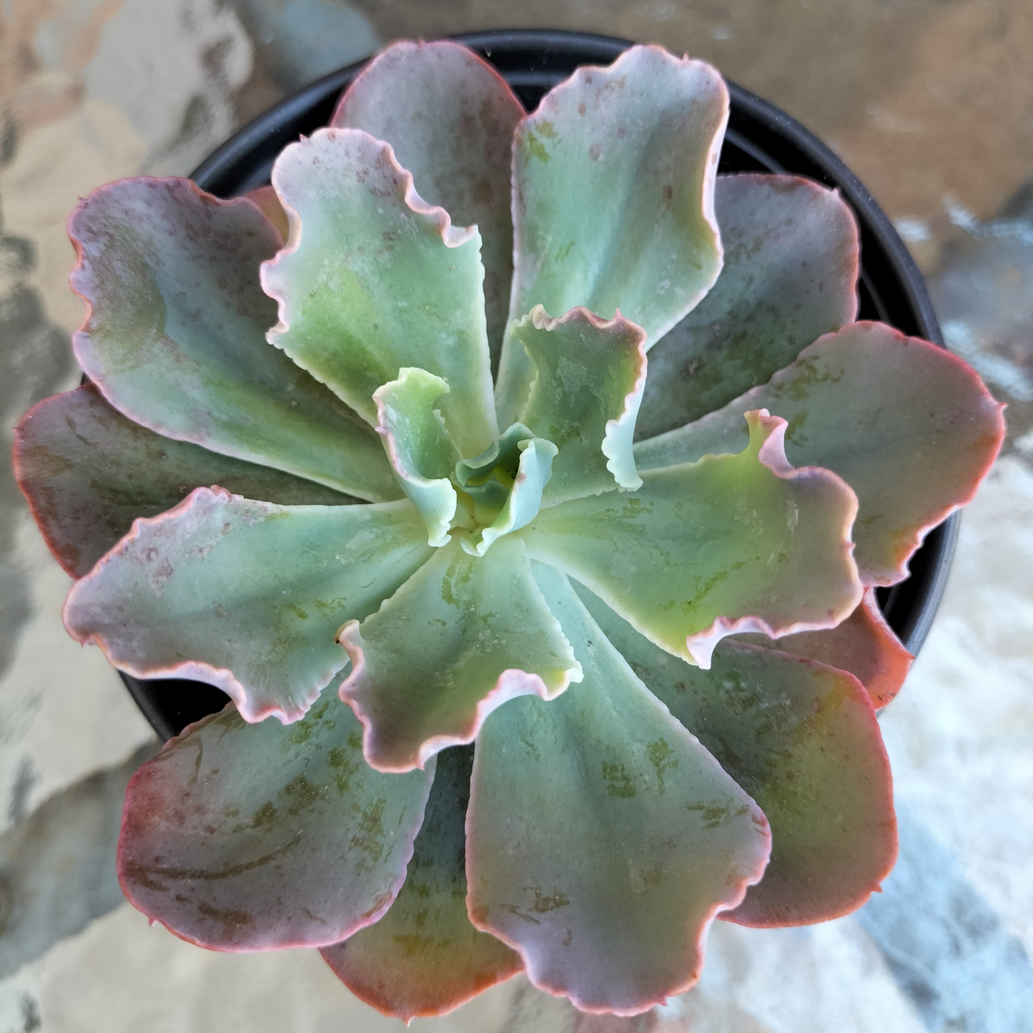 Echeveria 'Blue Curls'