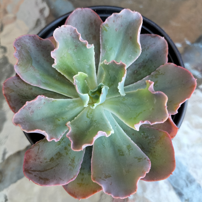 Echeveria 'Blue Curls'
