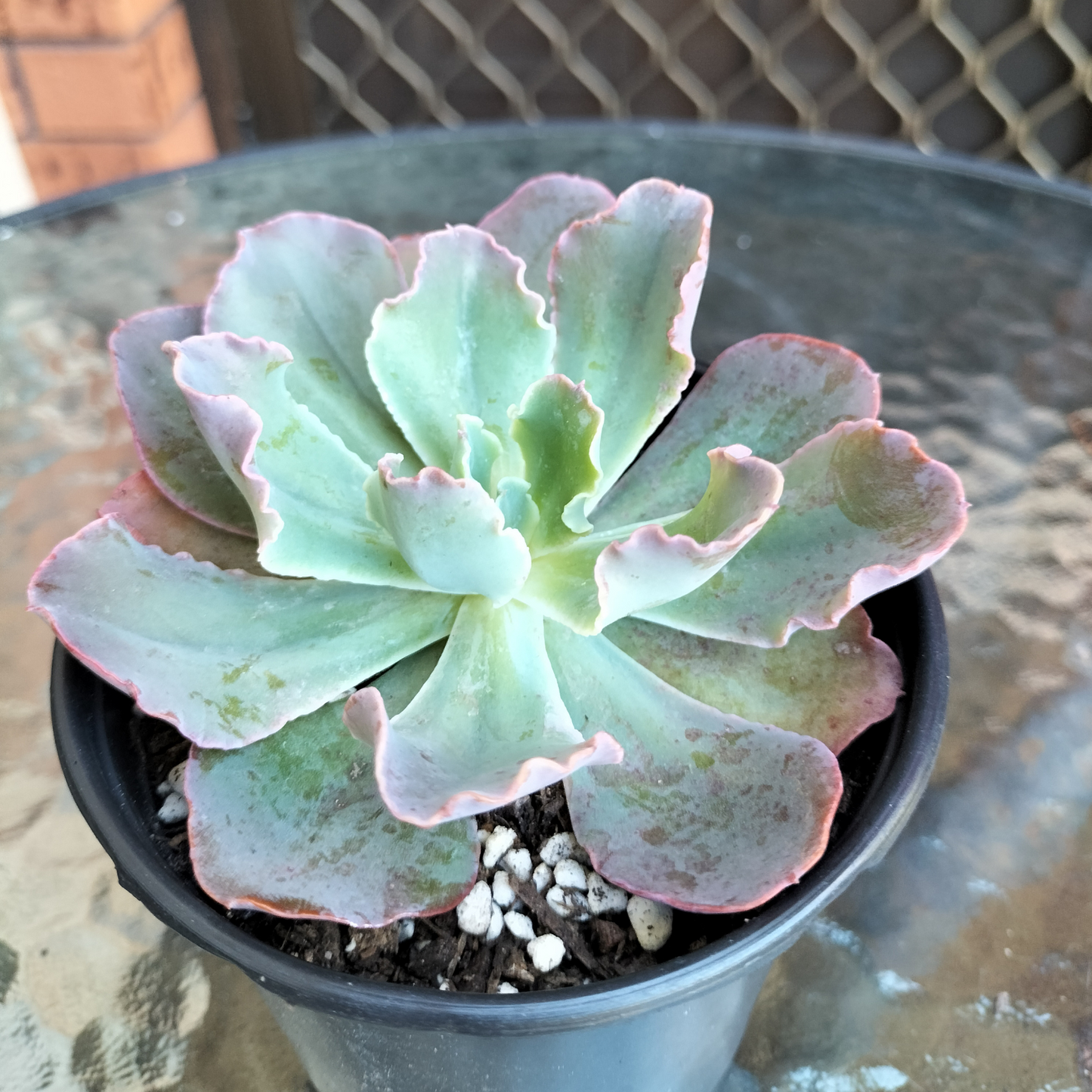 Echeveria 'Blue Curls'