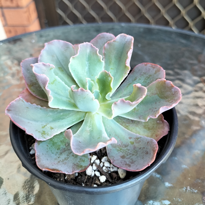 Echeveria 'Blue Curls'