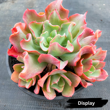 Echeveria 'Bluette'