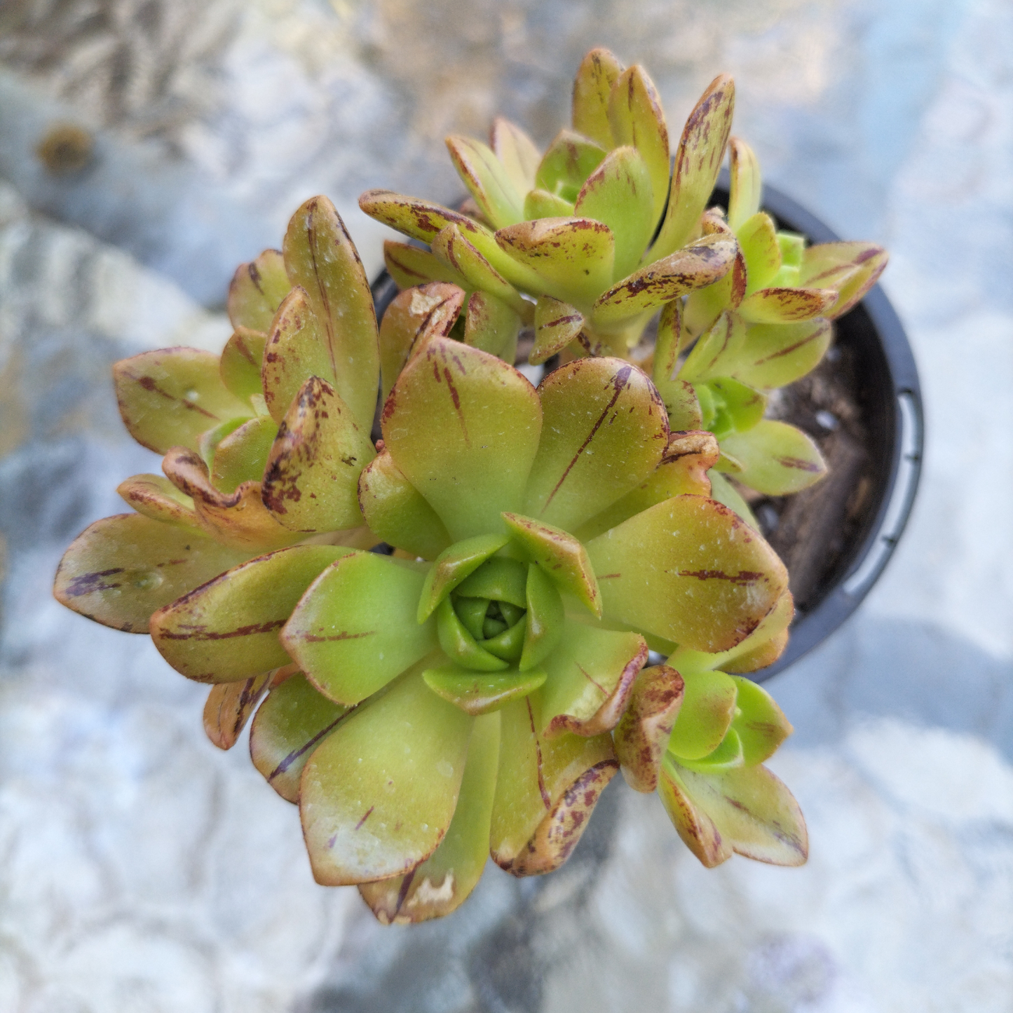 Aeonium 'Bronze Medal'
