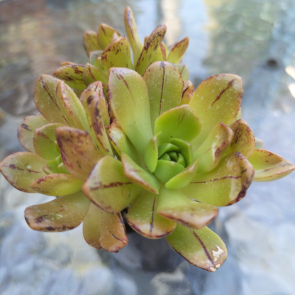 Aeonium 'Bronze Medal'