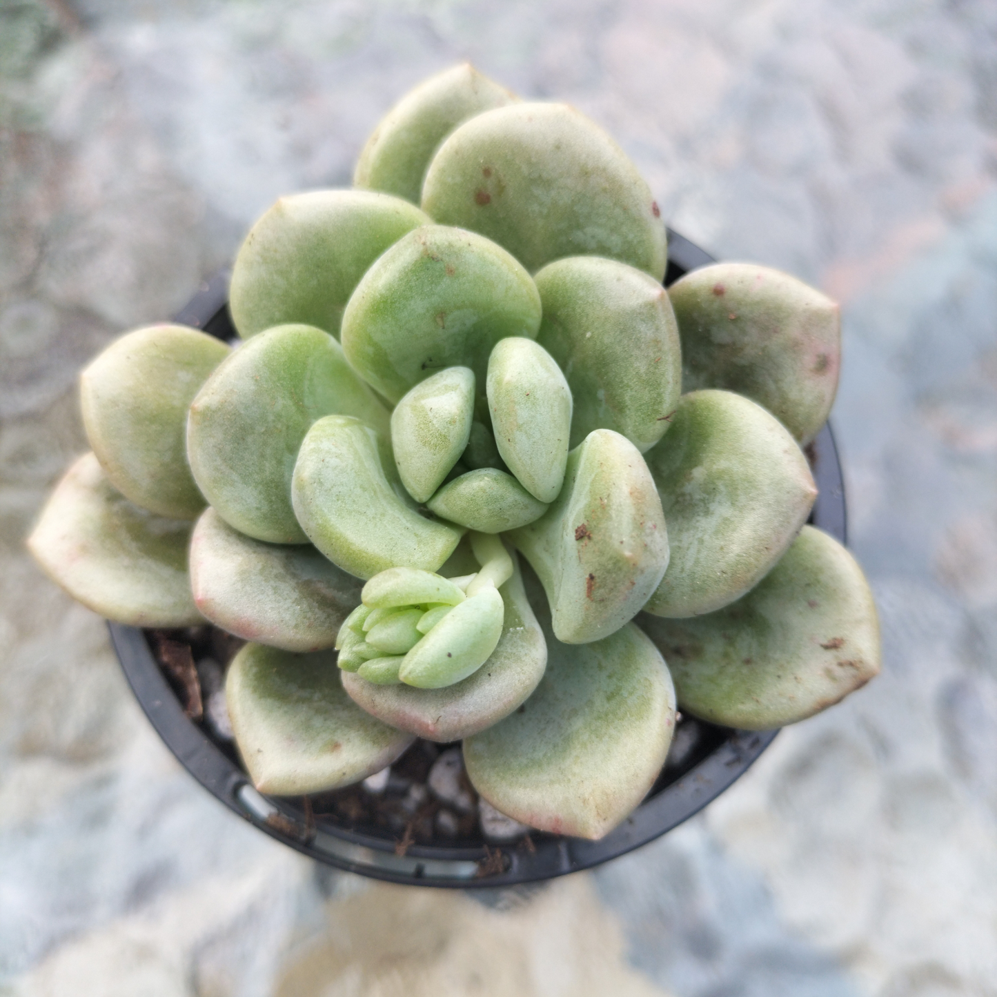Graptoveria 'Bubble Bomb'