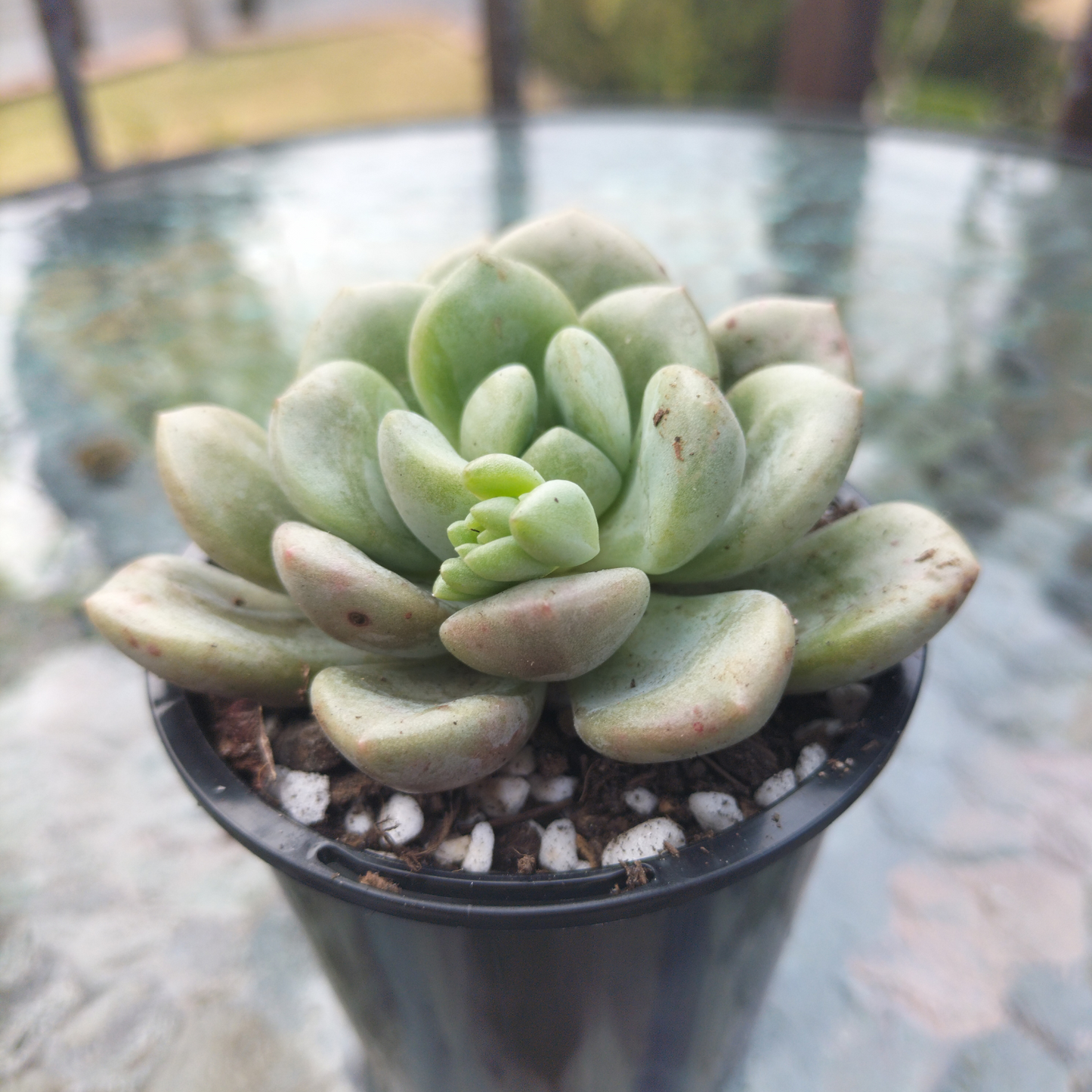 Graptoveria 'Bubble Bomb'