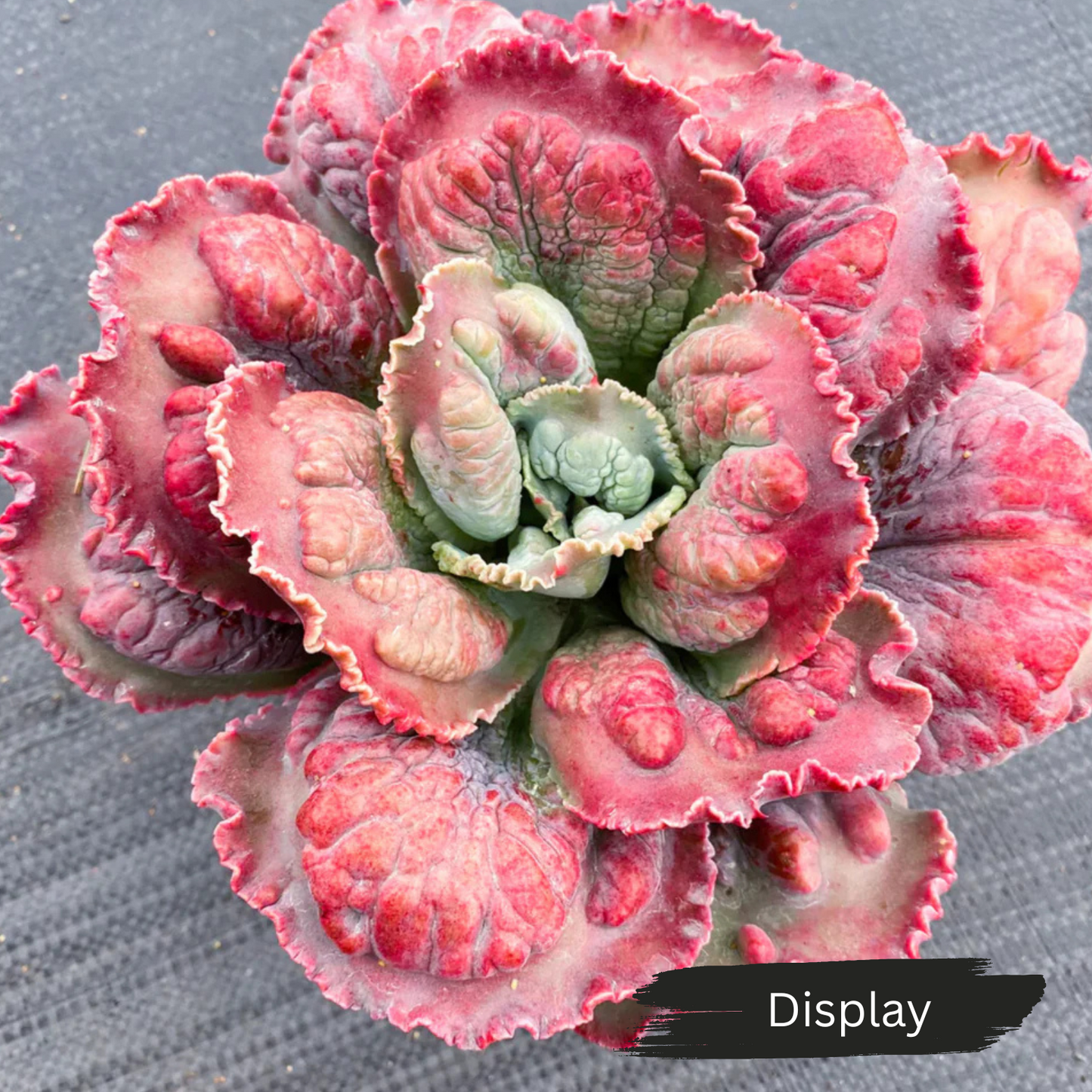 Echeveria 'Bump'