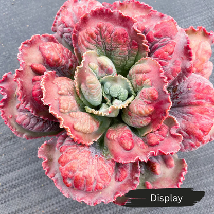 Echeveria 'Bump'