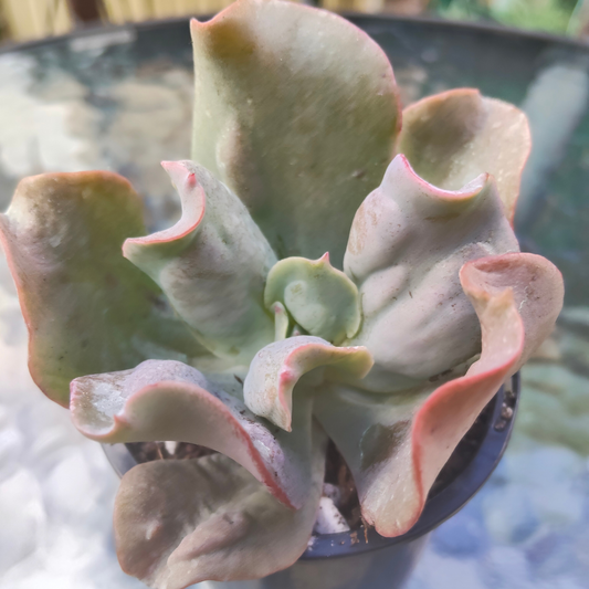 Echeveria 'Culibra'