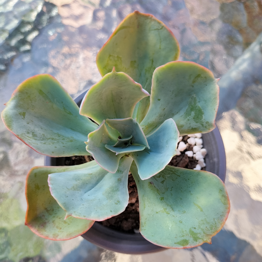 Echeveria 'Capri'
