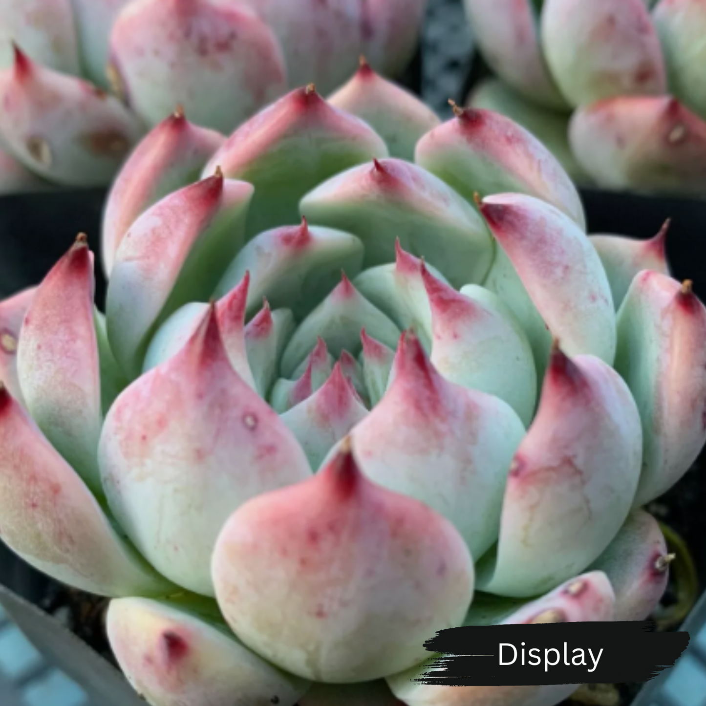 Echeveria 'Chihuahuaensis'