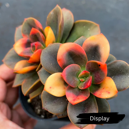 Echeveria 'Chroma'
