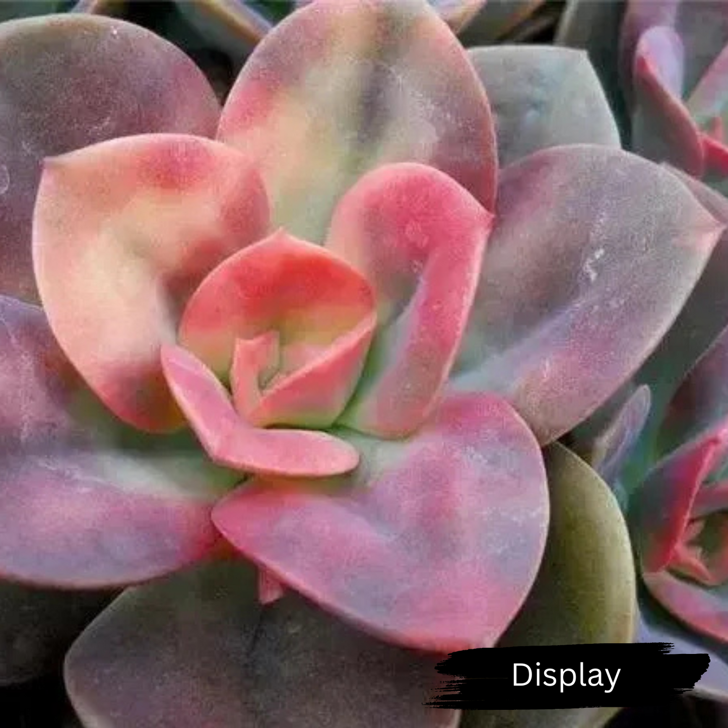 Echeveria 'Chroma'
