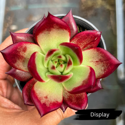 Echeveria agavoides 'Concord'