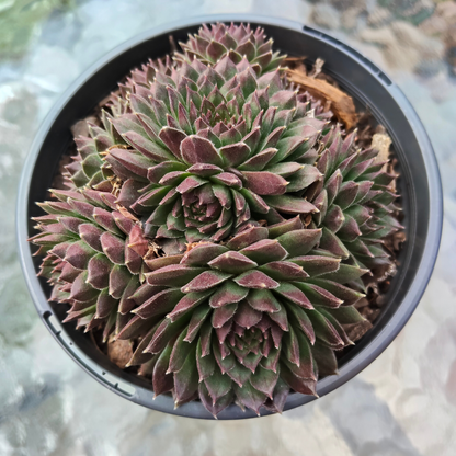 Sempervivum 'Coral Red'