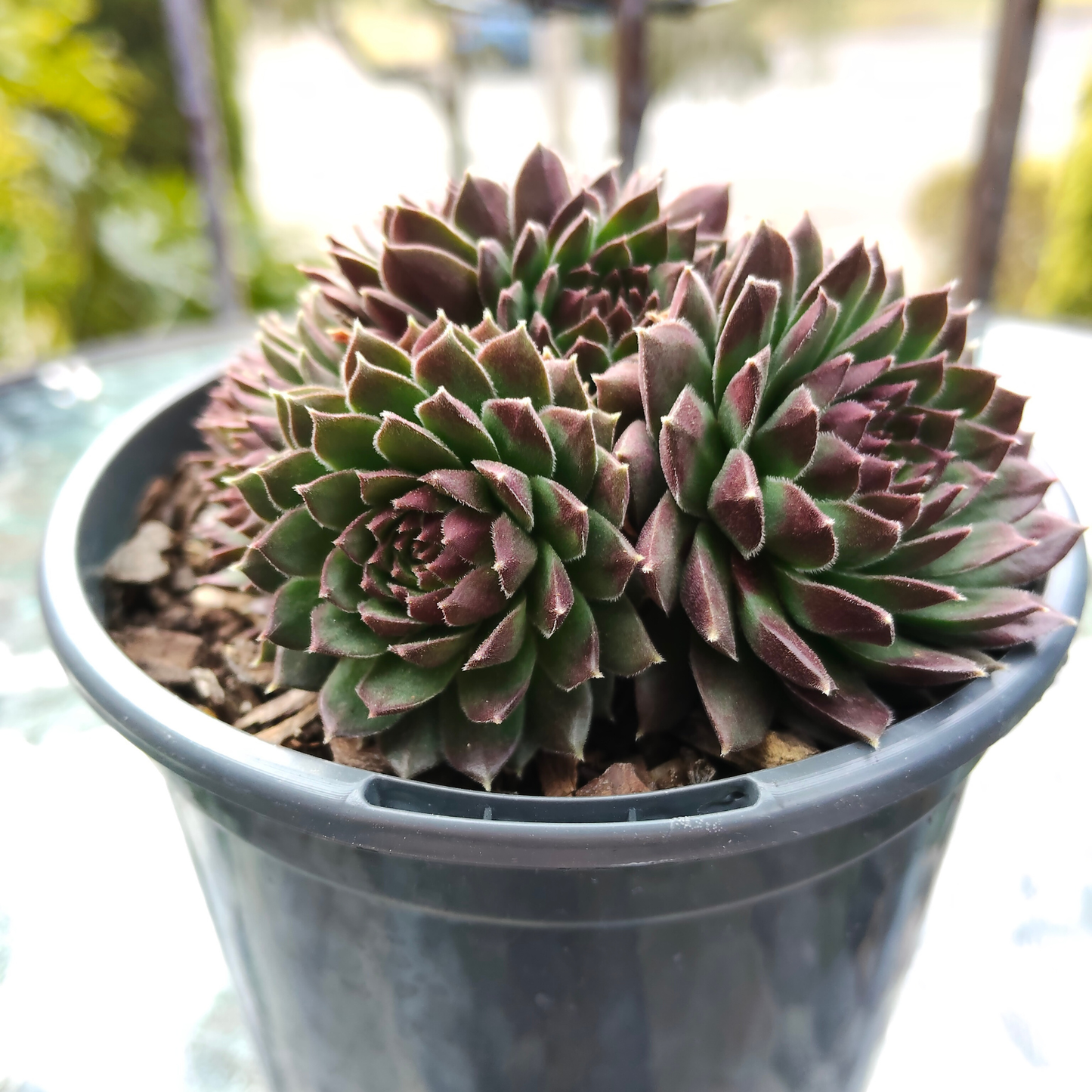 Sempervivum 'Coral Red'