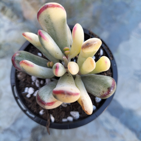 Cotyledon Orbiculata cv. Long Leaf Variegated