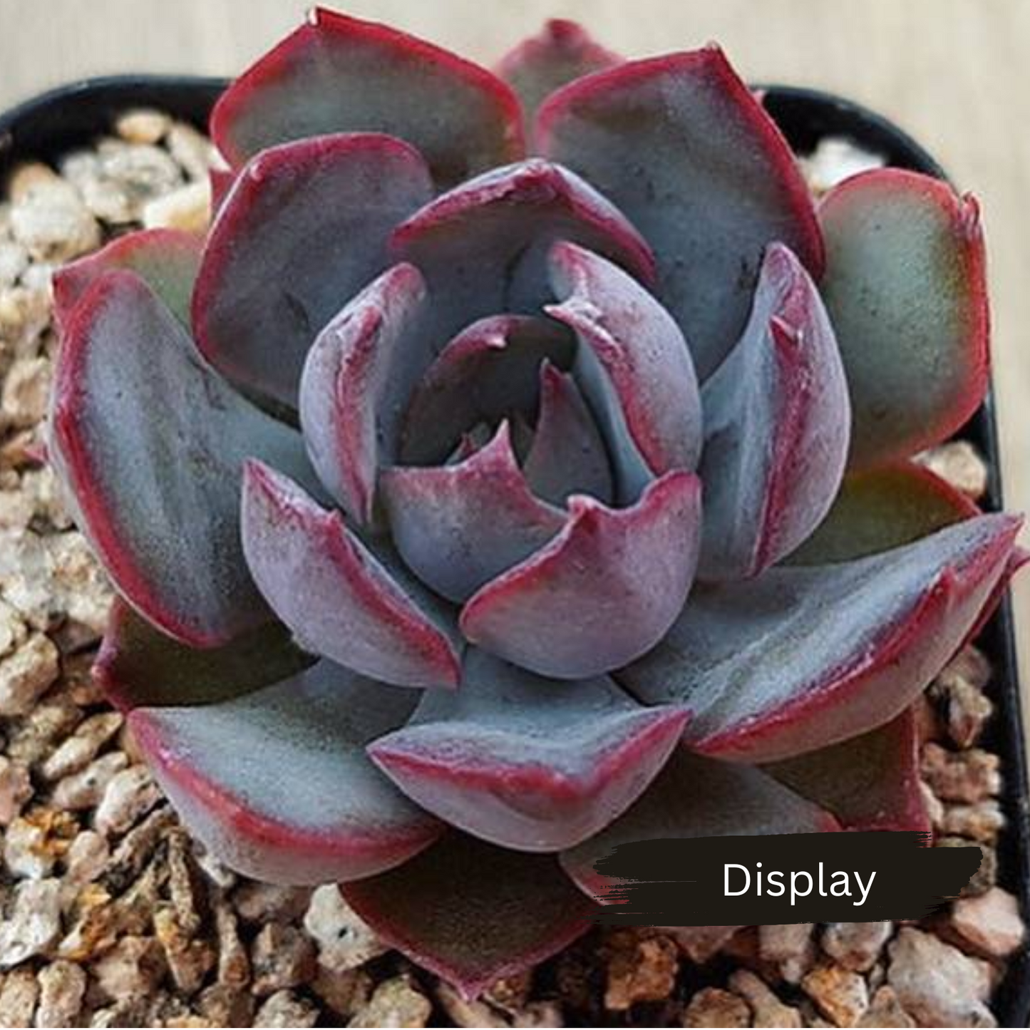 Echeveria Dark Ice