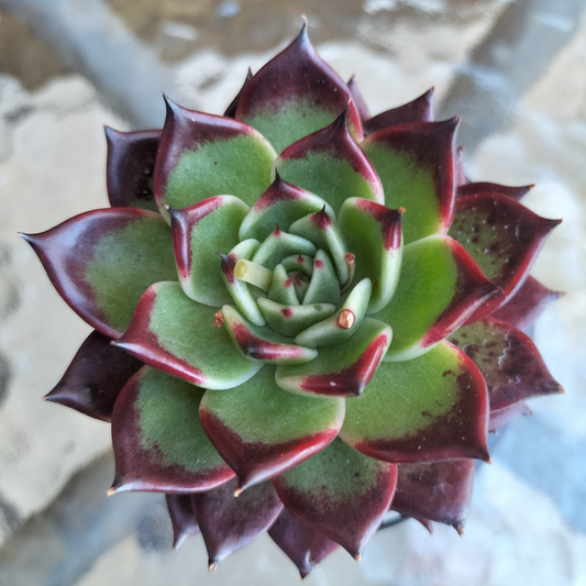 Echeveria 'Dark night' (KRF)