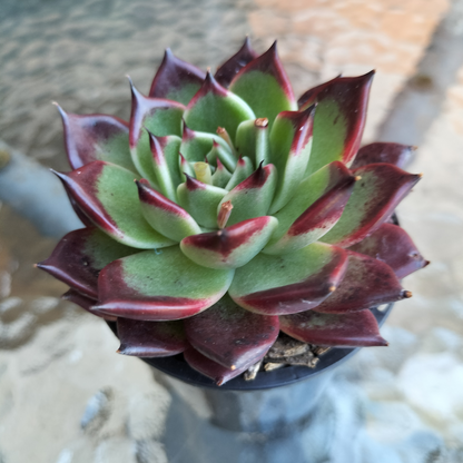 Echeveria 'Dark night' (KRF)