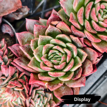 Echeveria agavoides 'Del Luna'