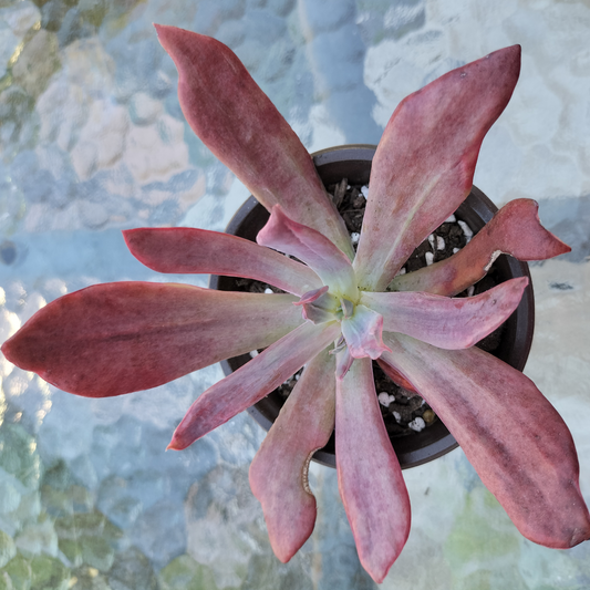 Echeveria 'Diamond State' variegated