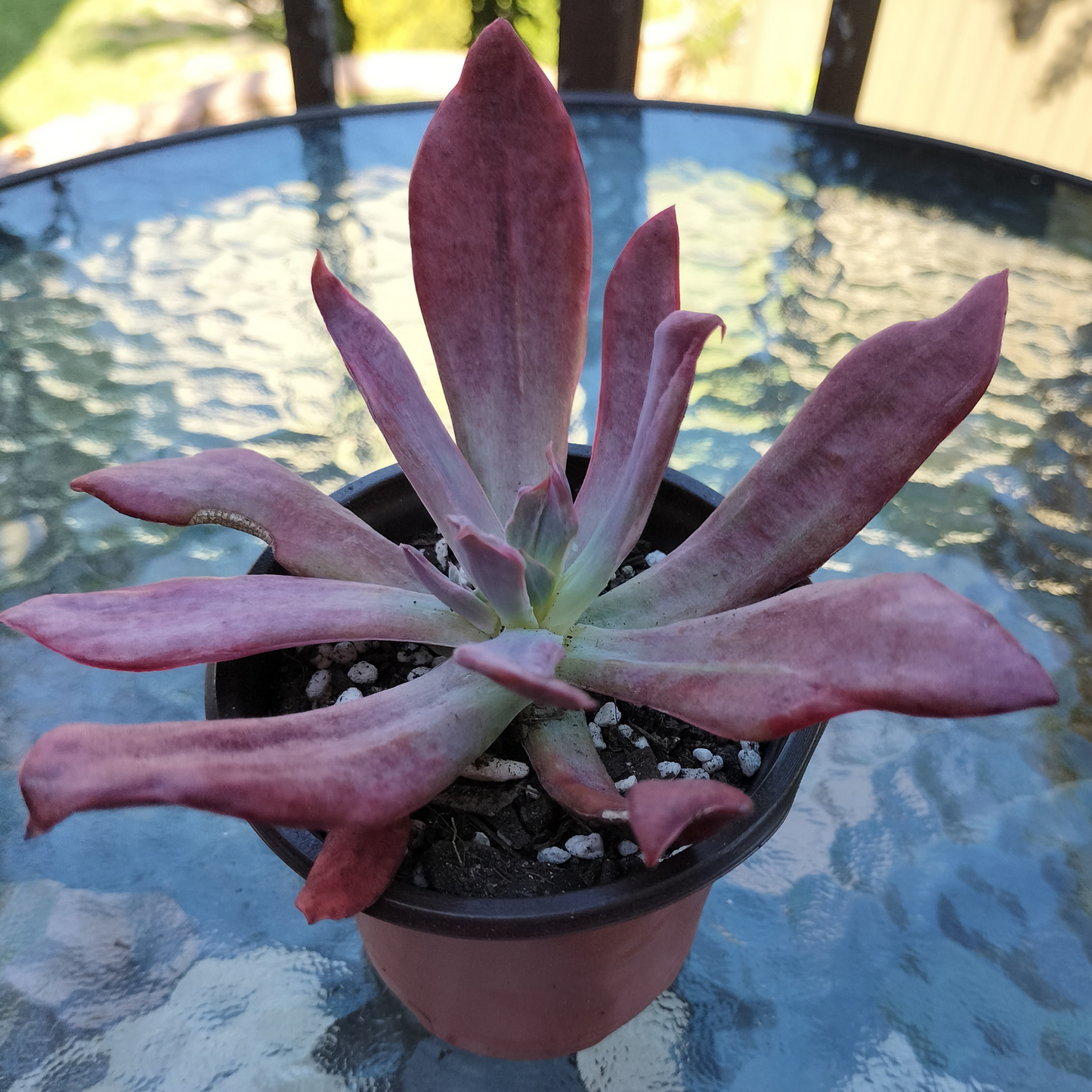 Echeveria 'Diamond State' variegated