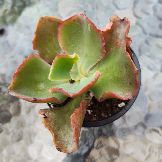 Echeveria 'Dick's Pink'
