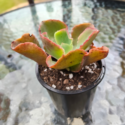 Echeveria 'Dick's Pink'