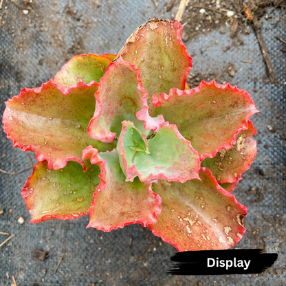 Echeveria 'Dick's Pink'
