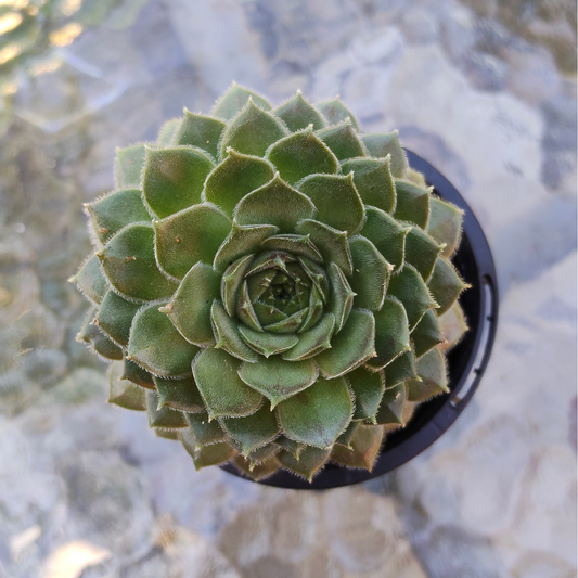 Sempervivum 'Director Jacob' AKA 'Berry Bomb'