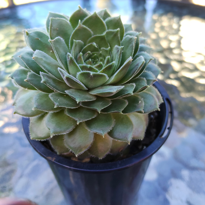 Sempervivum 'Director Jacob'