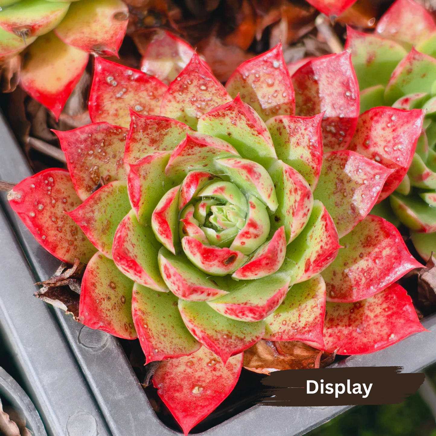 Echeveria 'obsidian'