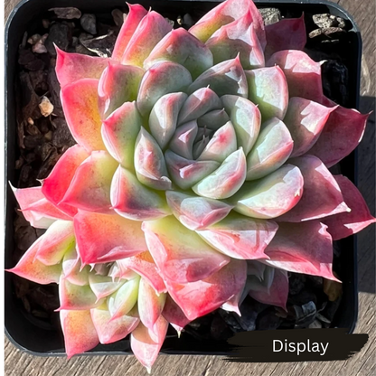 Echeveria 'Doll Barbie'
