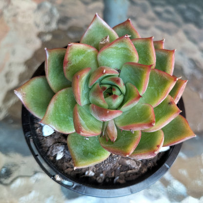 Echeveria 'Dragonfly'