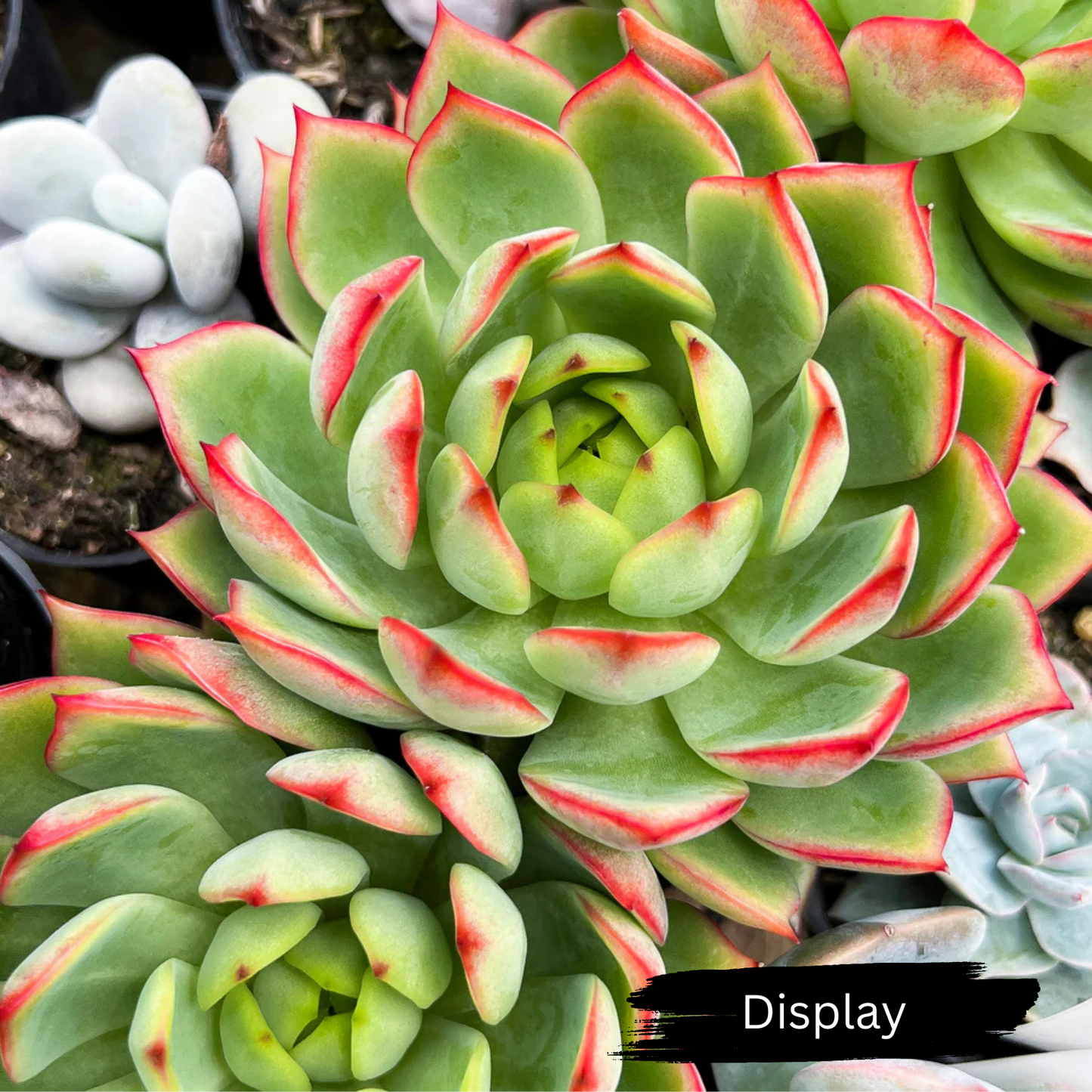 Echeveria 'Dragonfly'