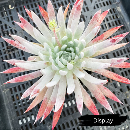Dudleya 'Candida'