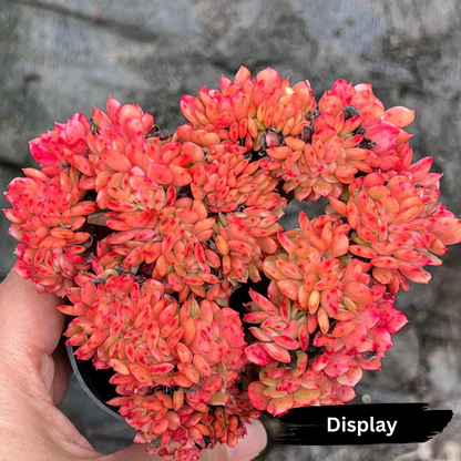 Echeveria 'Briar Rose' f. cristata