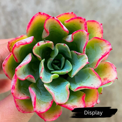 Echeveria 'Lara'