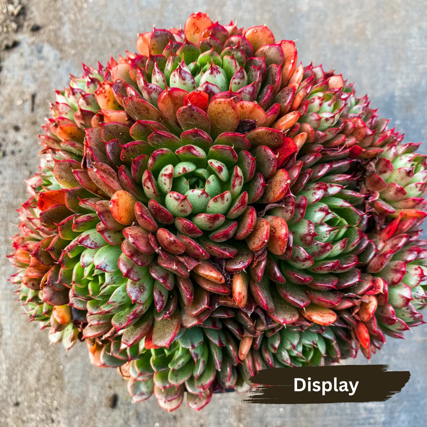 Echeveria 'Bini Gesseru'