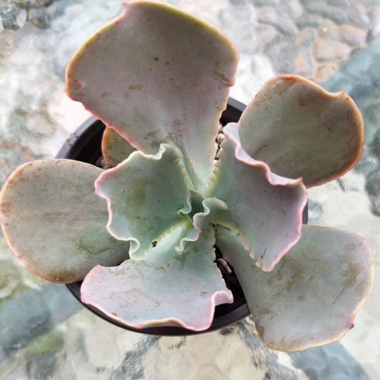 Echeveria 'Pastel'